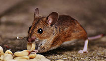 24 Hour & Emergency Exterminators in New Lebanon, IN